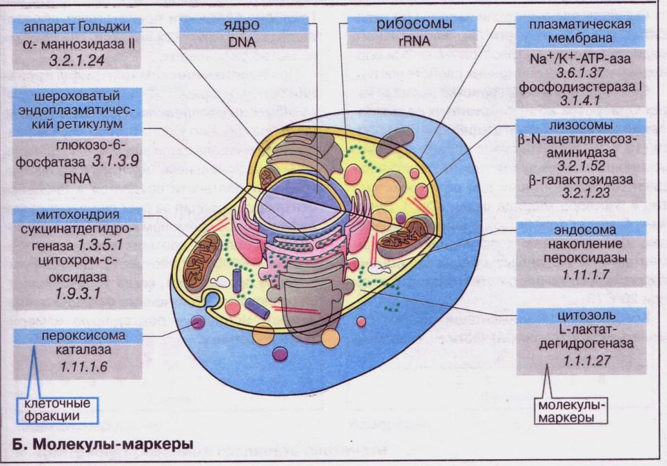 Полость в цитоплазме клетки 7. Аппарат Гольджи пероксисомы. Структура клетки и процесс. Рибосомы лизосомы митохондрии. Функции митохондрий и аппарата Гольджи.