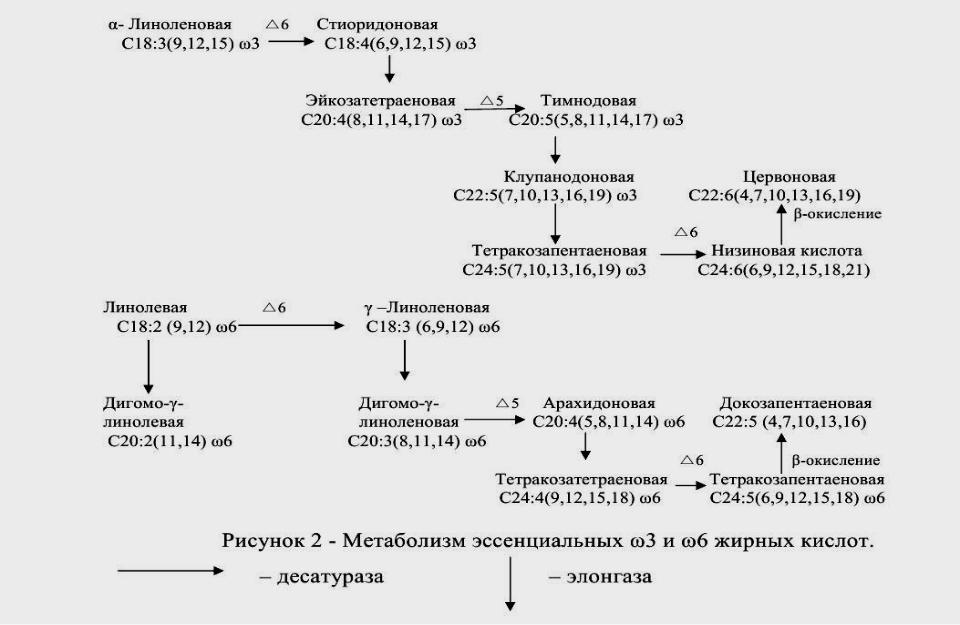 Почему содержание жирных кислот. Классификация жирных кислот биохимия. Незаменимые высшие жирные кислоты витамин f. Незаменимые жирные кислоты формула биохимия. Жирные кислоты представители классификация.