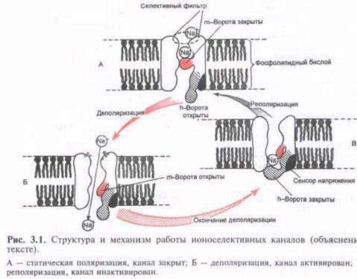 Механизмы активации ионных каналов. Воротный механизм ионных каналов. Воротный механизм натриевого канала. Строение ионоселективного канала. Строение натриевого канала.