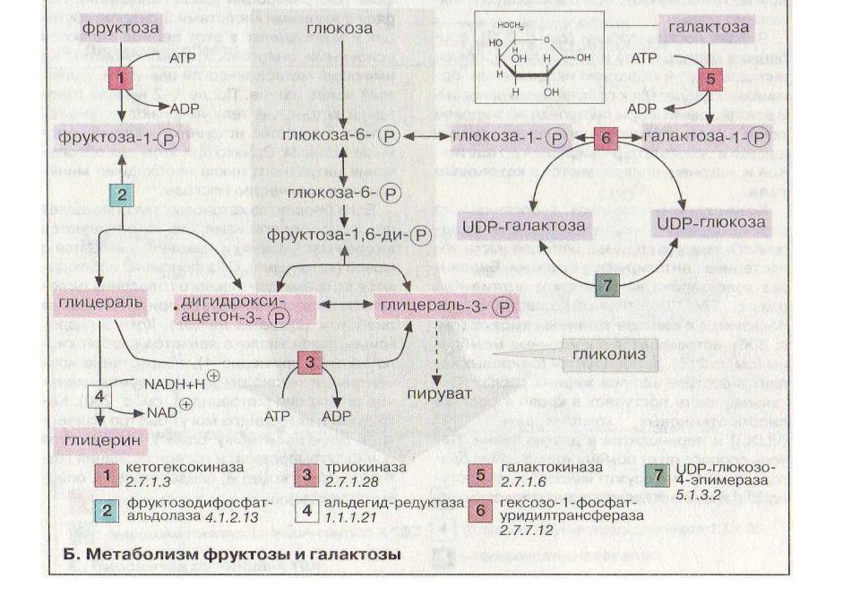 Ферменты превращения глюкозы в гликоген. Взаимопревращения фруктозы-Глюкозы-галактозы схема. Превращение галактозы в УДФ-галактозу. Реакции превращения галактозы в глюкозу.