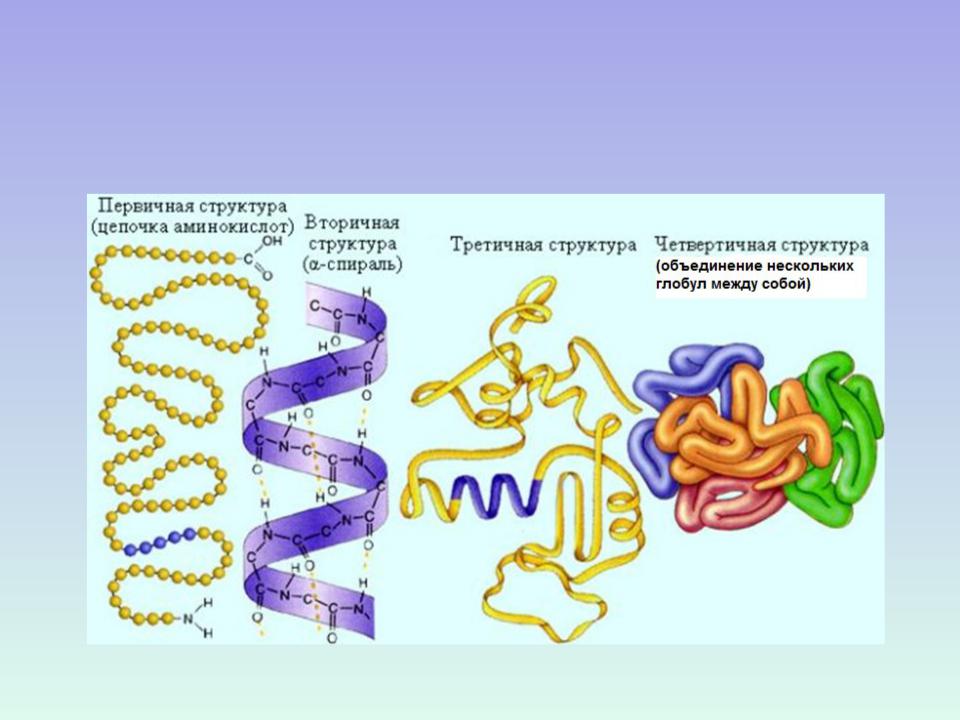 Структура белка представленная глобулой. Структура белка биология 10 класс. Пространственная структура белков. Первичная вторичная и третичная структура белков биология. Первичная структура белковой молекулы рисунок.