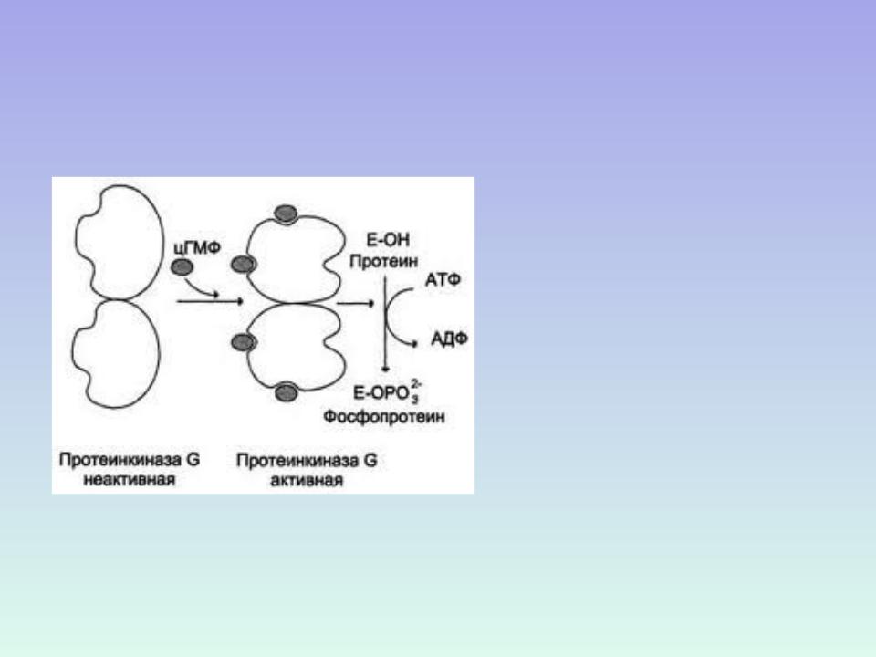 Протеинкиназа а. Протеинкиназа g. Механизм активации протеинкиназы g. Строение протеинкиназы g. Схема активации протеинкиназы а.
