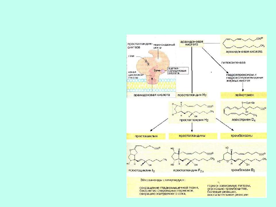 Простагландины схема синтеза