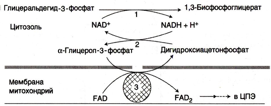 Схема цпэ окисление малата