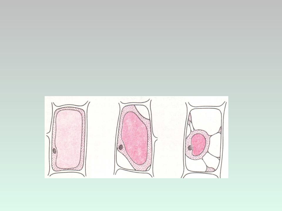 Плазмолиз и деплазмолиз в клетках. Плазмолиз растительной клетки. Тургор и плазмолиз растительной клетки.
