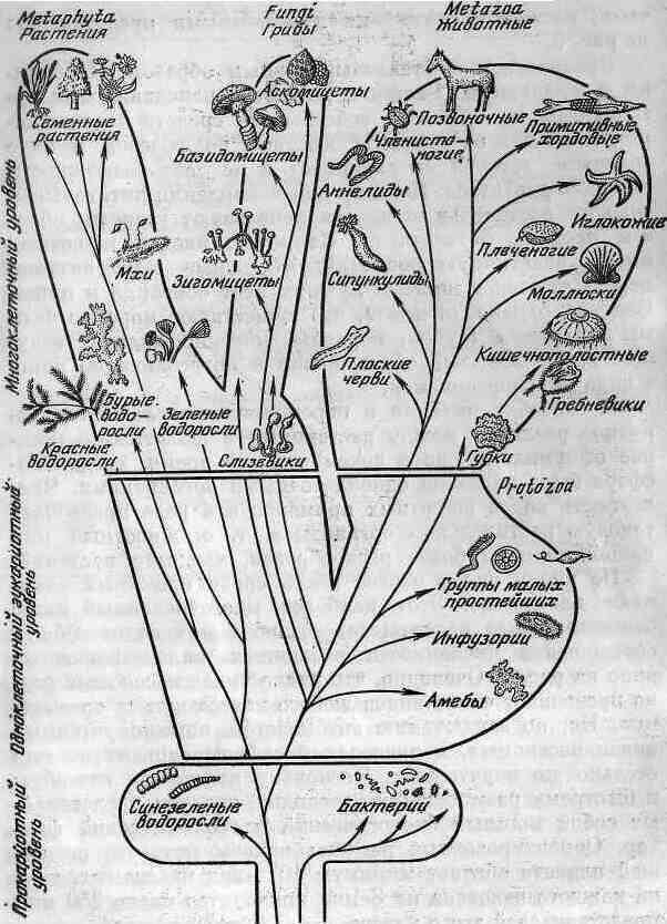 Законы эволюции жизни. Эволюционное Древо развития жизни на земле. Филогенетическое Древо грибов.