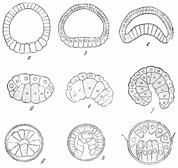 Гаструла ланцетника рисунок