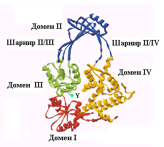 Домен доменные белки. Доменная структура белков. Домен это биохимия. Доменная структура белка. Структурные домены белков.