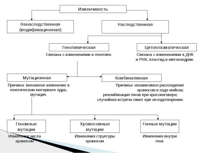 Восьмиклассники получили задание составить развернутый план изменчивость и стабильность параграф