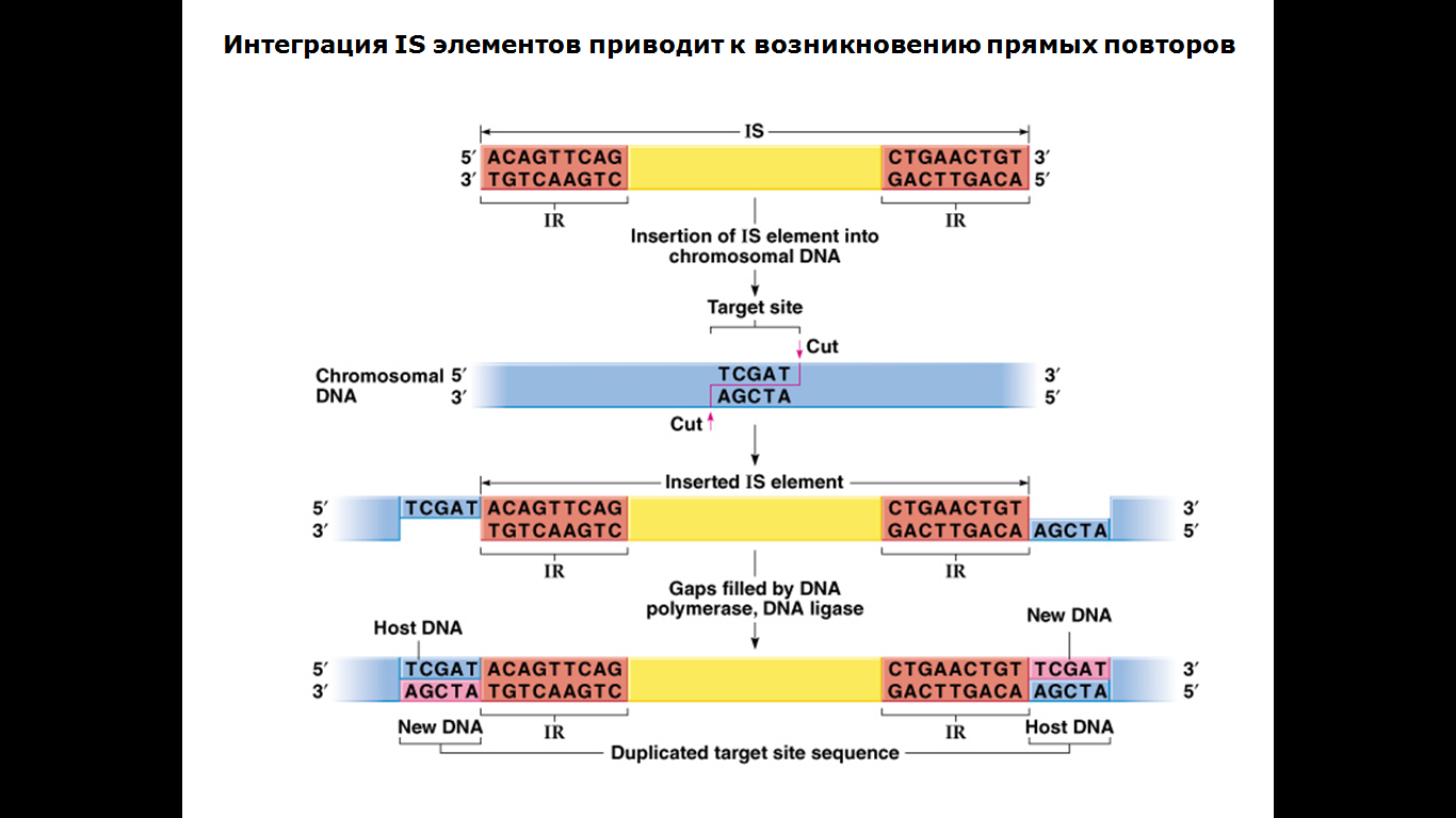 Локализация генов в хромосомах: найдено 76 картинок