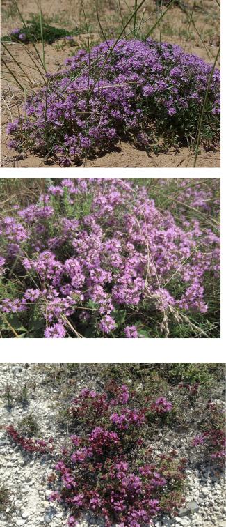 Фармакогностическое изучение растений рода тимьян (Thymus L.) как ...
