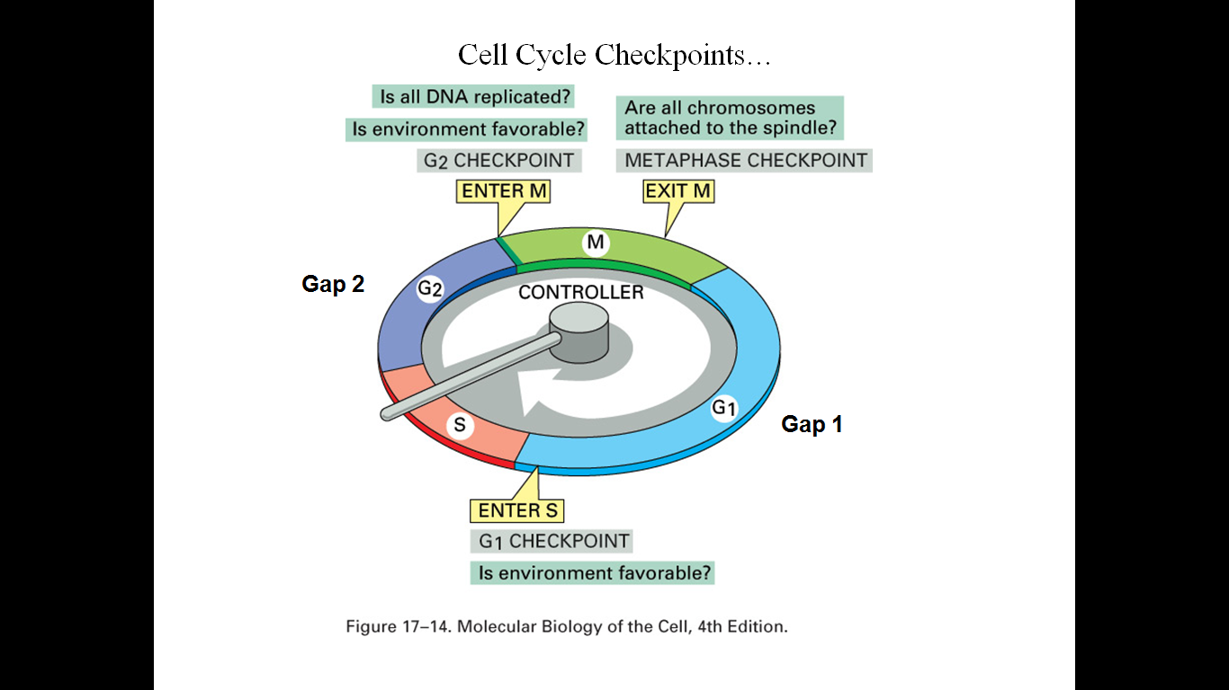 Жизненный цикл клетки кратко. Схема регуляции митотического цикла. Молекулярные механизмы м-фазы клеточного цикла. Регуляция фаз клеточного цикла. Регуляция жизненного цикла клетки.