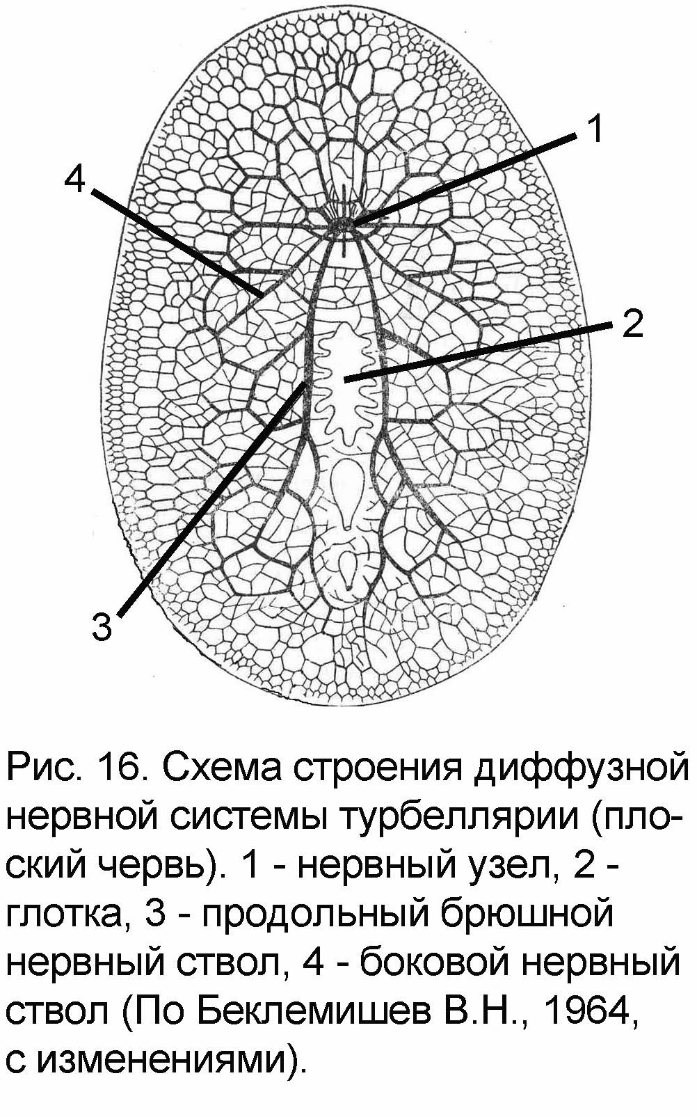 Диффузная строение. Схема строения диффузностволовой нервной системы турбеллярии. Строение диффузной нервной системы. Нервная система диффузного типа. Нервная сеть=диффузия.