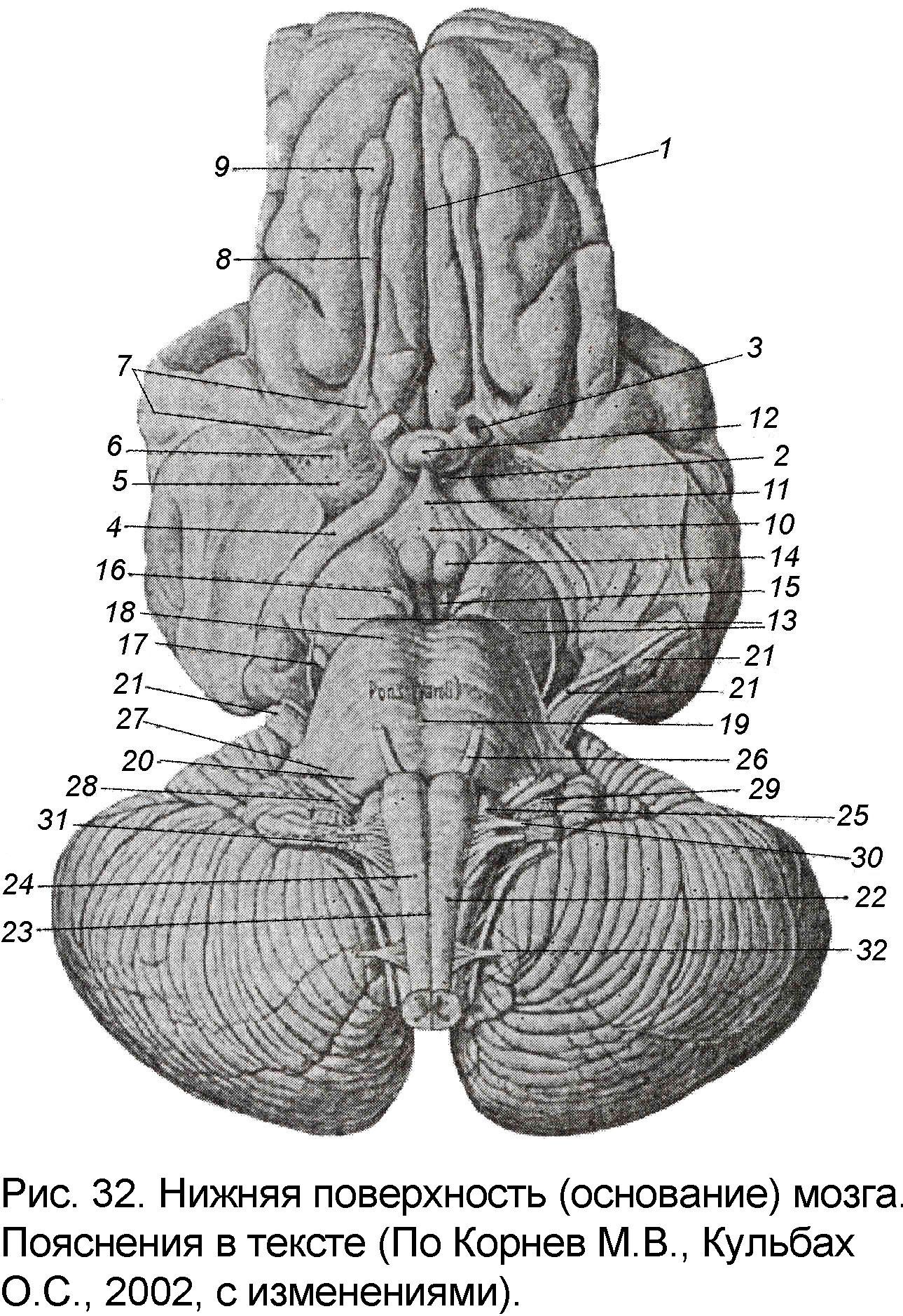 Основание мозга. Нижняя поверхность головного мозга анатомия. Нижняя поверхность головного мозга схема. Нижняя поверхность основание головного мозга. Образования, находящиеся на нижней поверхности мозга.