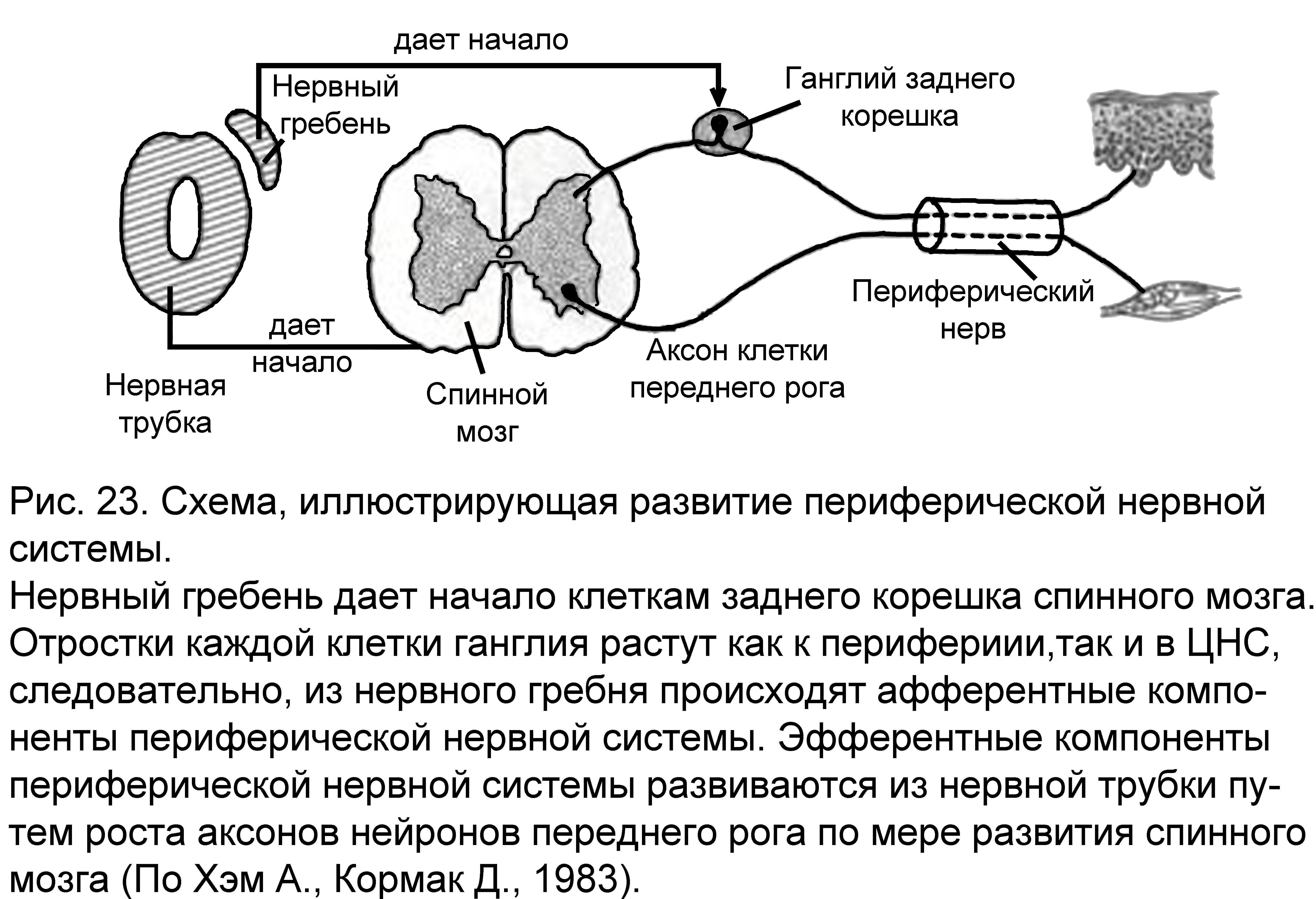 6.2. Онтогенез нервной ткани