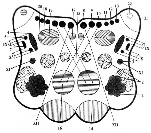 Строение продолговатого мозга на поперечном срезе ядра и проводящие пути схема