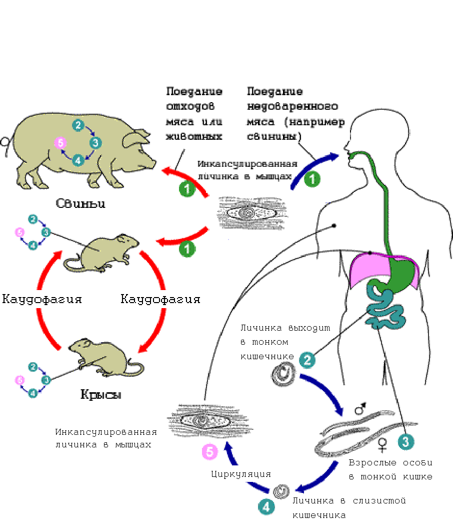 Жизненный цикл развития. Трихинелла жизненный цикл схема. Цикл развития трихинеллы схема. Цикл развития трихинеллы схема легкая. Трихинелла Спиралис цикл развития.