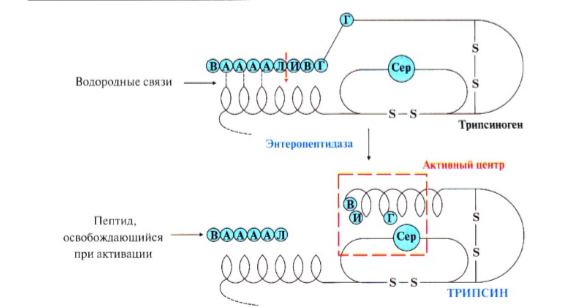 Схема активации протеолитических ферментов поджелудочной железы