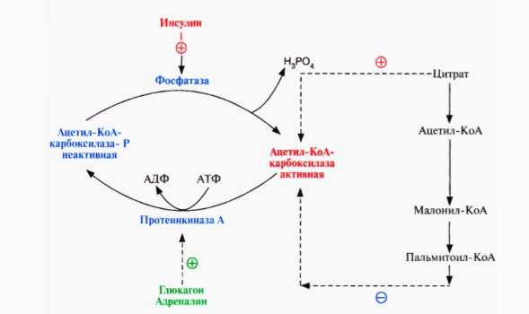 Окисление в биосинтезе. Регуляция активности ацетил КОА карбоксилазы. Схема регуляции ацетил-КОА-карбоксилазы. Регуляторный фермент синтеза жирных кислот. Синтез жирных кислот из ацетил КОА реакции.
