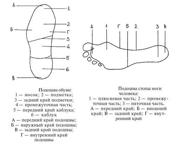 Стопа и ступня в чем разница