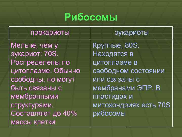 Содержит только мелкие рибосомы