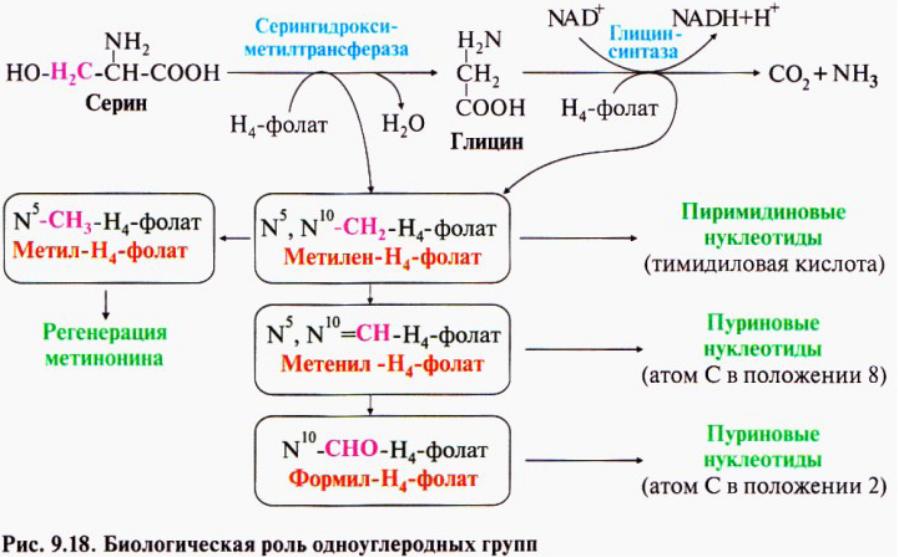 Фолиевый обмен. Участие фолиевой кислоты в обмене веществ. Синтез Серина биохимия. Образование одноуглеродных групп. Роль Серина и метионина в образовании одноуглеродных.