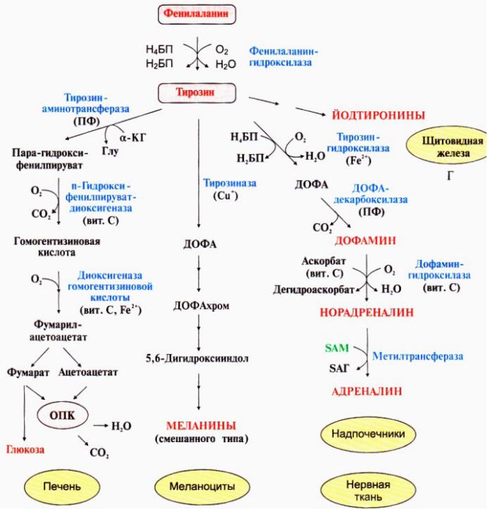 Синтез тирозина. Пути превращения фенилаланина и тирозина. Схема метаболического пути обмена тирозина. Схема превращения фенилаланина и тирозина. Схема реакций обмена фенилаланина.