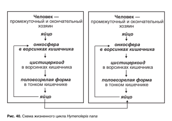 Схема лечения гименолепидоза