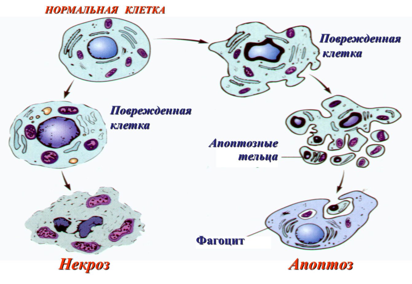 Апоптоз некроз клетки патофизиология. Гибель клетки некроз и апоптоз патофизиология. Некроз клетки патофизиология. Повреждение клеток и тканей. Некроз апоптоз. Необратимые изменения клетки