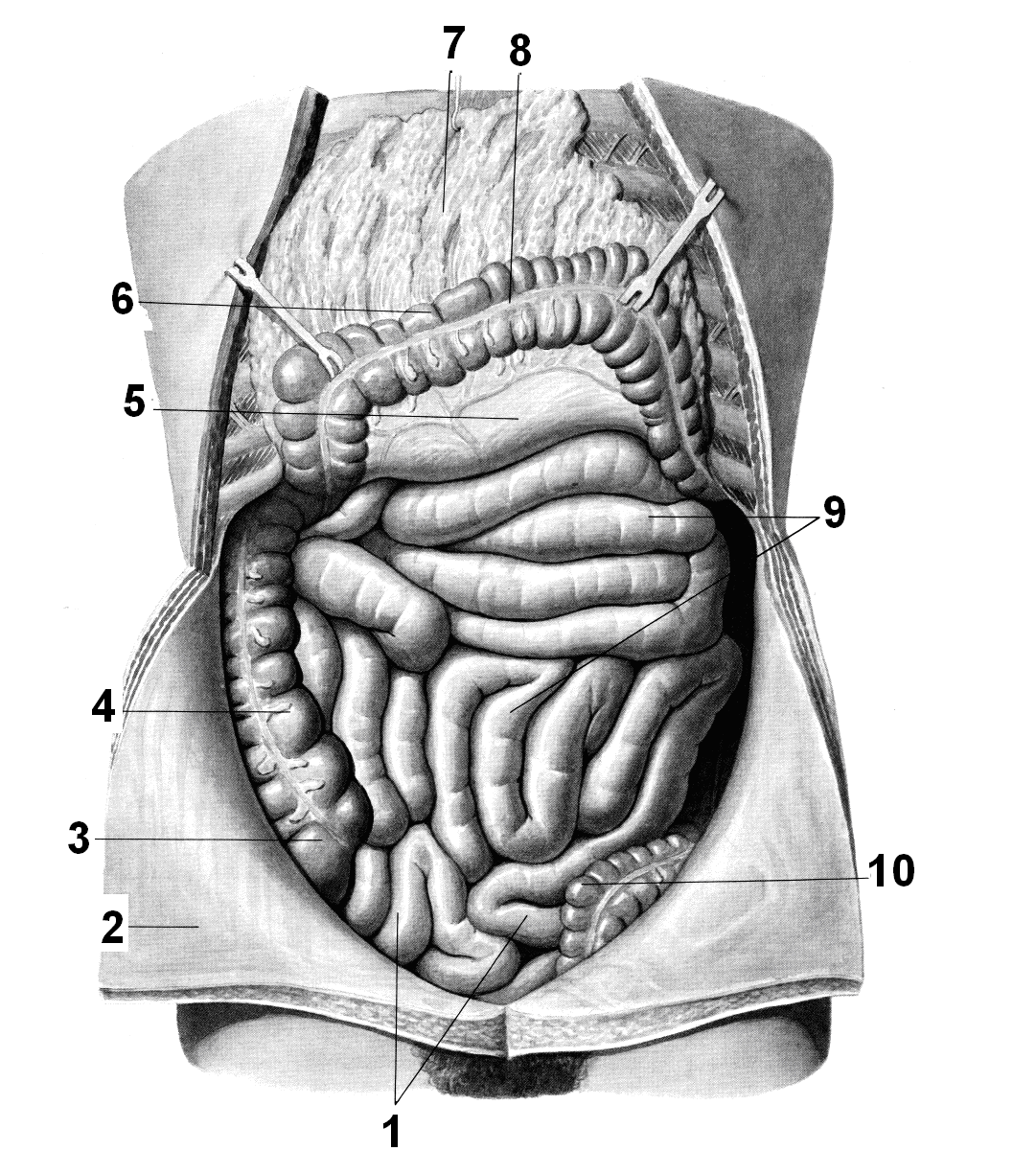 Строение кишечника картинки. Топография Толстого кишечника человека. Тонкий кишечник строение анатомия. Толстая кишка топография. Анатомия брюшной полости тонкий кишечник.