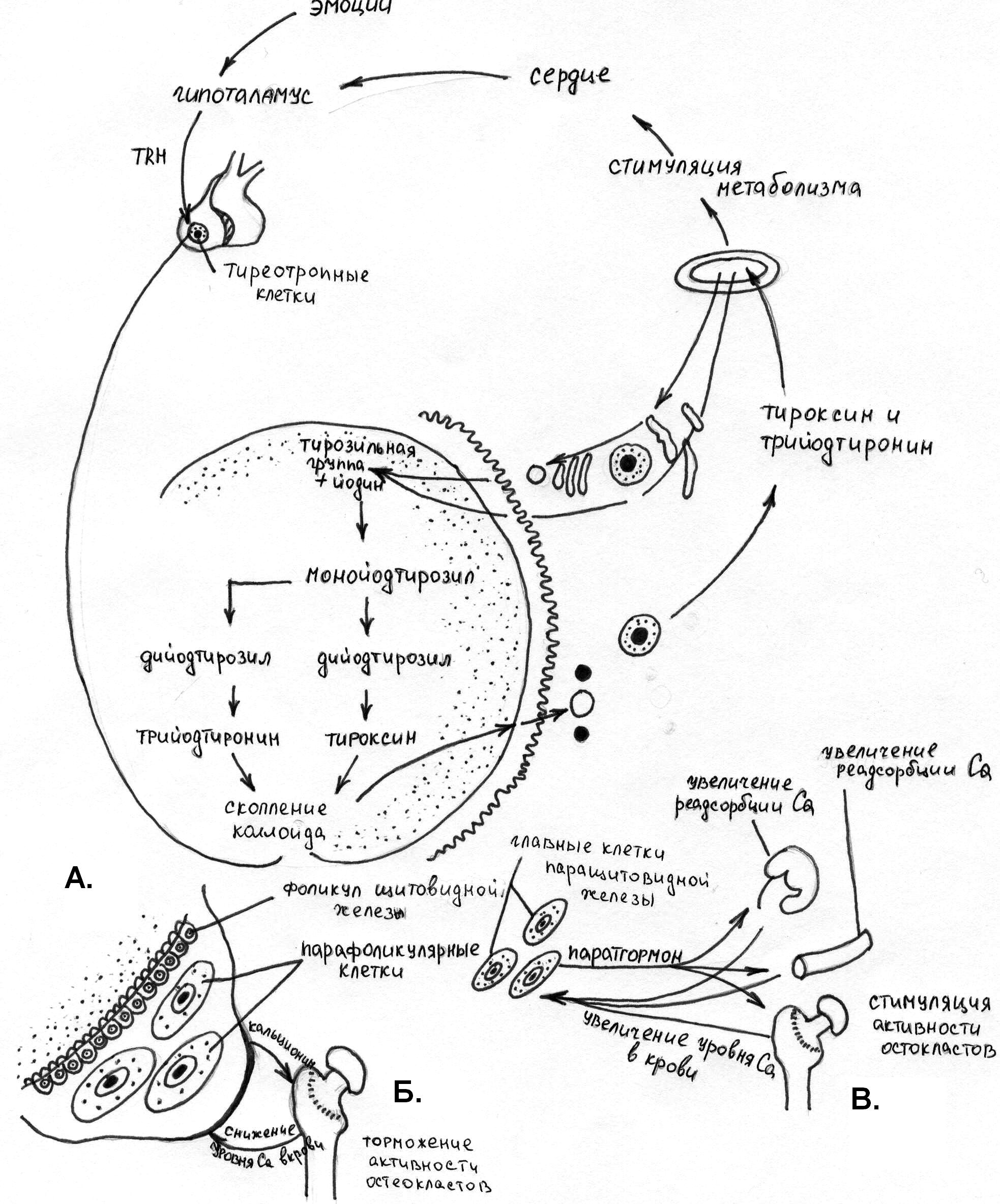 Мочевой пузырь, vesica urinaria