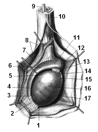 Мужские яички органы. Строение мошонки анатомия. Строение мужского семенника. Строение мошонки и яичек. Строение яичка у мужчин анатомия.