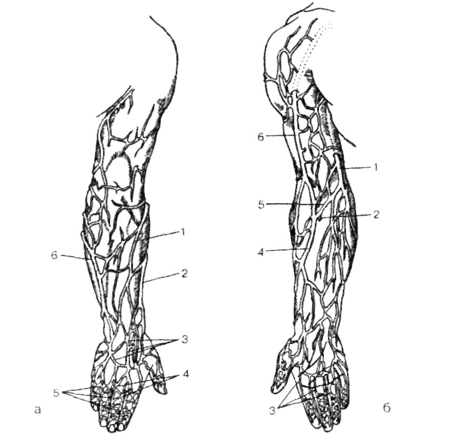 Вены верхних конечностей анатомия
