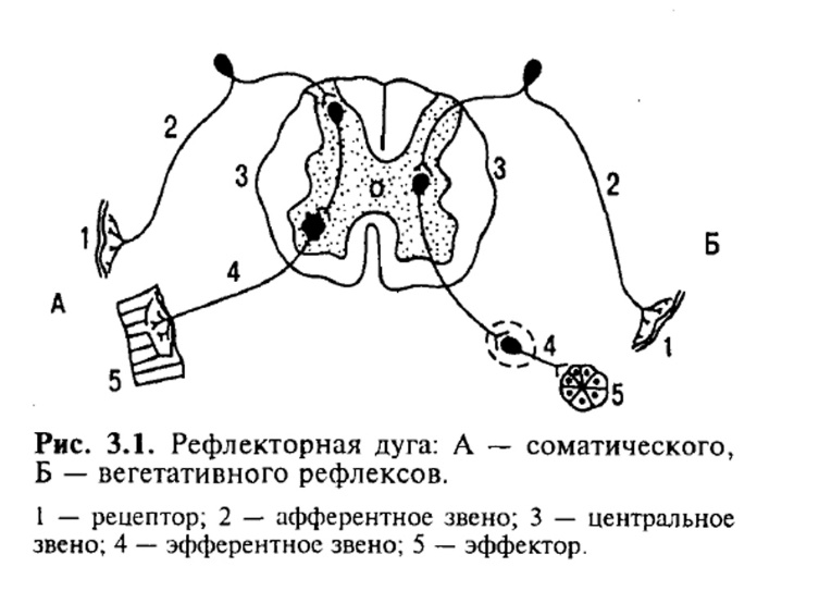 Рефлекторная дуга безусловного рефлекса схема