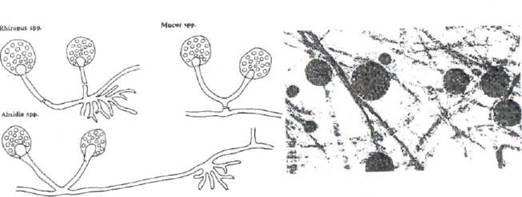 Мицелий грибов представлен одноклеточными