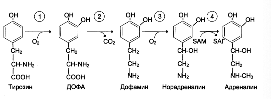 Адреналин образуется. Превращение тирозина в адреналин. Синтез норадреналина из дофамина. Схема синтеза катехоламинов витамин в6. Синтез адреналина из тирозина.
