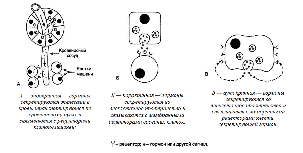 Схема аутокринного паракринного и эндокринного действия цитокинов на клетки