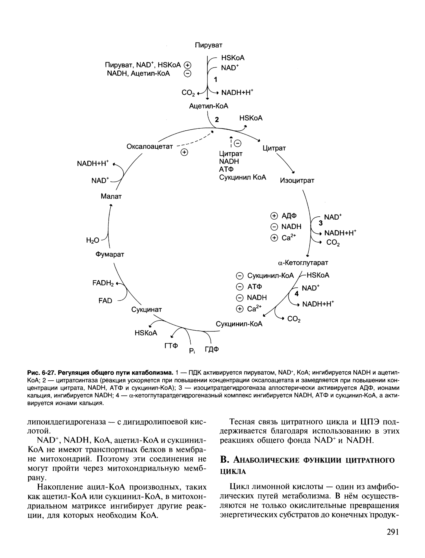 Цитратный цикл. Регуляторные реакции ЦТК. Регуляция скорости цикла трикарбоновых кислот. Механизм регуляции цитратного цикла. Цикл лимонной кислоты цикл Кребса.