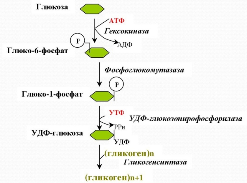 21. Синтез гликогена.