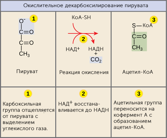 Окислительное декарбоксилирование пирувата схема реакции