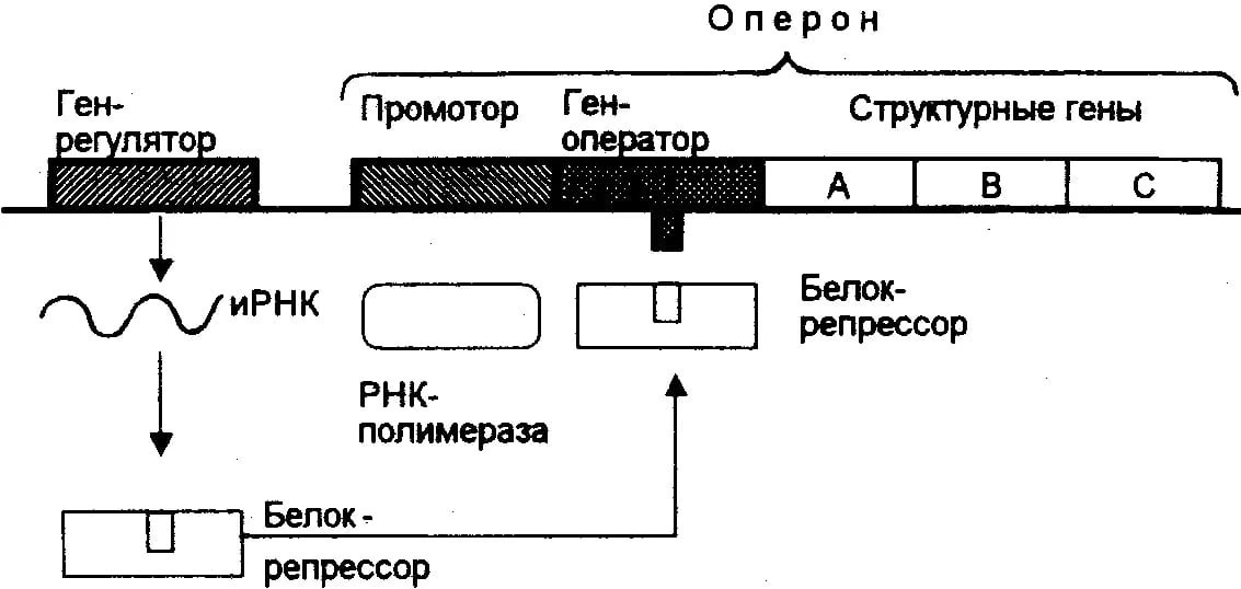 Вопрос 37 Регуляция Транскрипции У Прокариот. Теория Оперона.