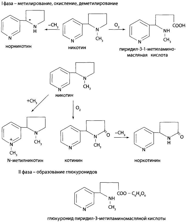 Никотин биохимия. Синтез никотиновой кислоты из анабазина. Метаболизм никотина схема. Реакции получения никотина. Никотин химические реакции.