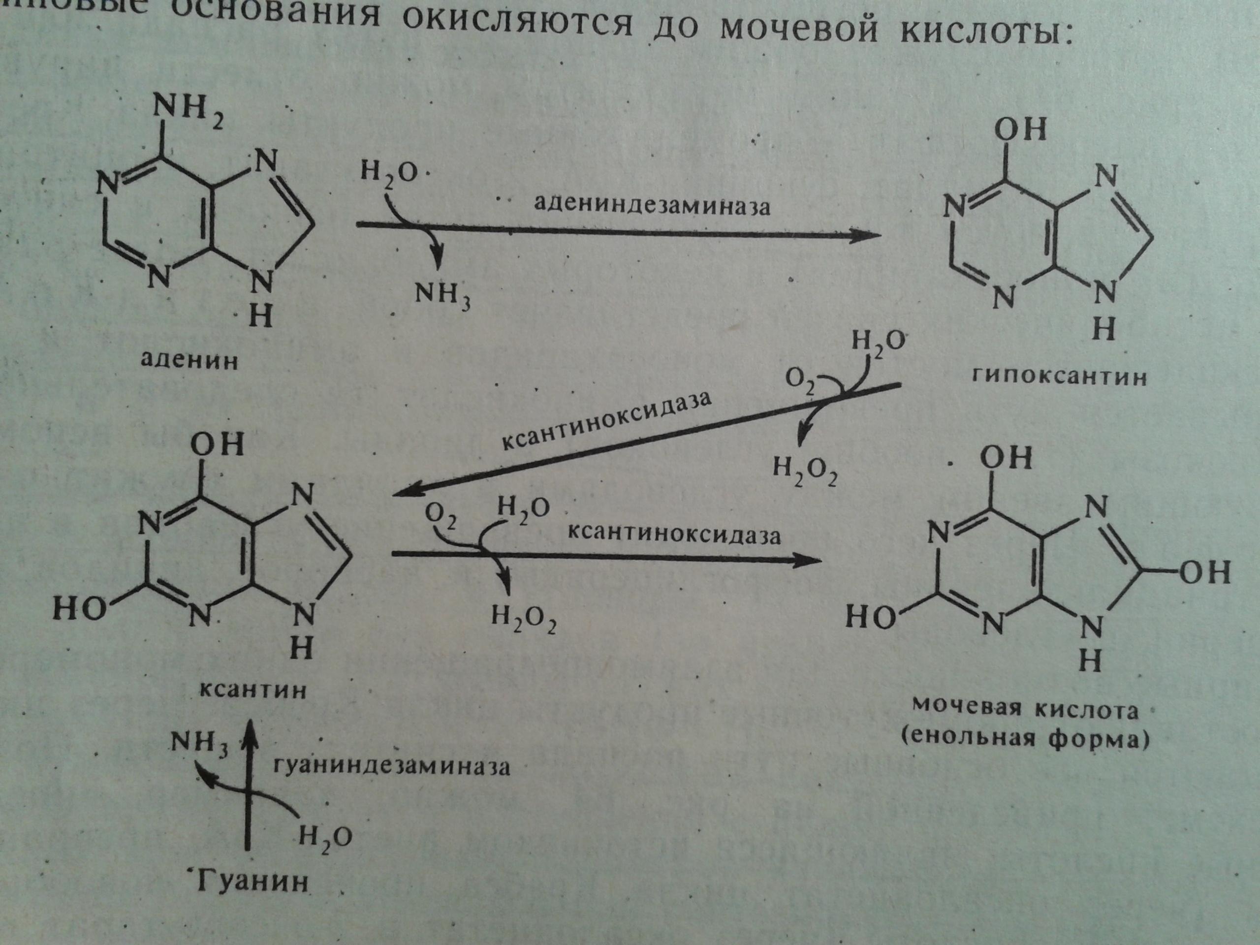 Гипоксантин ксантин мочевая кислота реакция