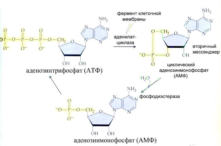 Фермент синтезирующий атф. Реакция образования ЦАМФ из АТФ. Схема метаболизма ЦАМФ. АТФ В ЦАМФ реакция.
