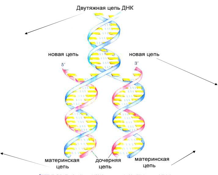 Удваивается молекула днк. Схема редупликации ДНК. Схема процесса репликации ДНК. Схема репликации молекулы ДНК. Схема процесса редупликации ДНК.