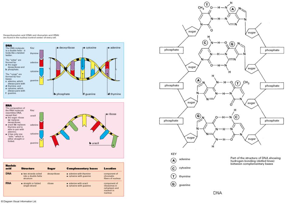 Структура молекулы днк рнк. Строение молекулы ДНК И РНК. Структура ДНК И РНК. Схема структуры ДНК И РНК. Строение цепи ДНК И РНК таблица.