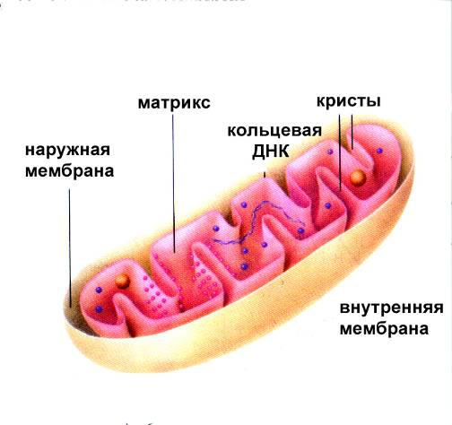 Кольцевая хромосома в митохондриях. Строение митохондрии с ДНК. Наследственный аппарат митохондрий. Кольцевая ДНК В митохондрии. Строение митохондрии.