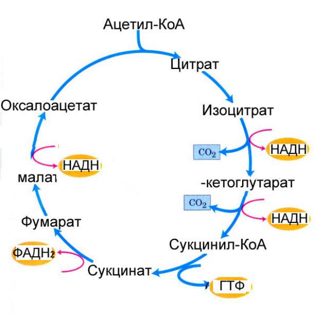 Цикл кребса в митохондриях. Схема клеточного дыхания цикл Кребса. Двухколесный велосипед Кребса биохимия. Считалочка для цикла Кребса. Ацетил КОА цикл схема.