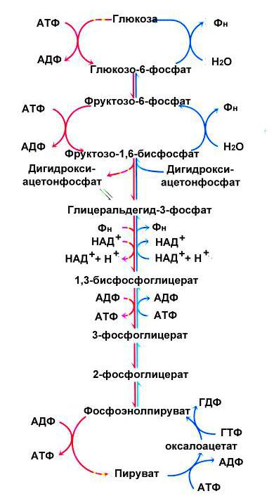 Синтез глюкозы в организме. Регуляторные ферменты гликолиза и глюконеогенеза в печени таблица. Синтез Глюкозы из пирувата реакции. Схема синтеза Глюкозы из пирувата. Схема глюконеогенеза биохимия.