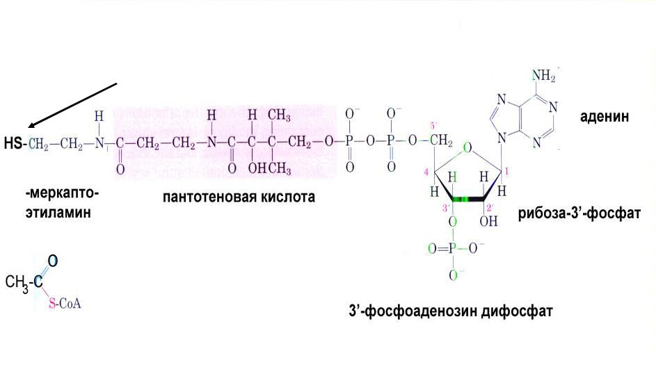 Расчет синтеза. Строение коэнзима а. Коэнзим а структура. Фосфоаденозин фосфат. Пантотеновая кислота реакции.